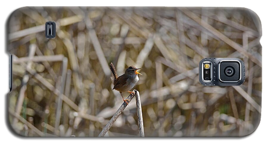 Bird Galaxy S5 Case featuring the photograph Here I am - Marsh Wren #2 by Kathy King
