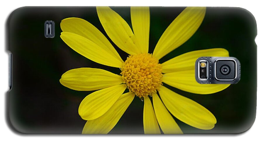 Daisy Galaxy S5 Case featuring the photograph Isolated Daisy by Debra Martz