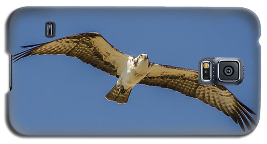 Osprey In Flight Galaxy S5 Case featuring the photograph Osprey in Flight Spreading his Wings by Dale Powell