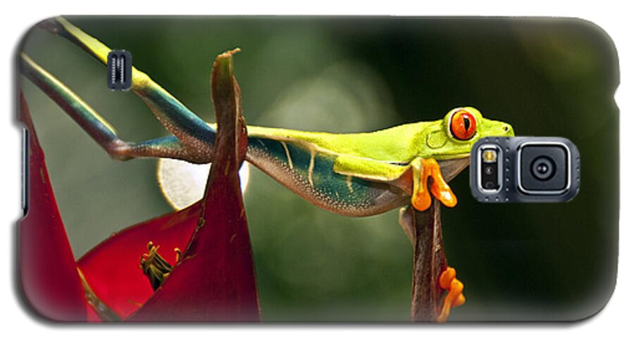 Red Eyed Tree Frog Galaxy S5 Case featuring the photograph Red eyed tree frog 1 by Dennis Cox