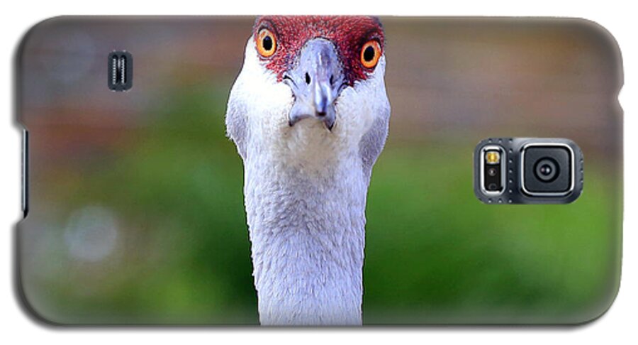 Sandhill Crane Bird Galaxy S5 Case featuring the photograph Sandhill Crane Bird #2 by Mina Isaac