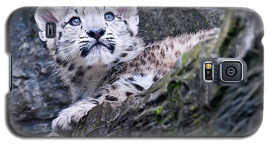 Marwell Galaxy S5 Case featuring the photograph Snow Leopard Cub #2 by Chris Boulton