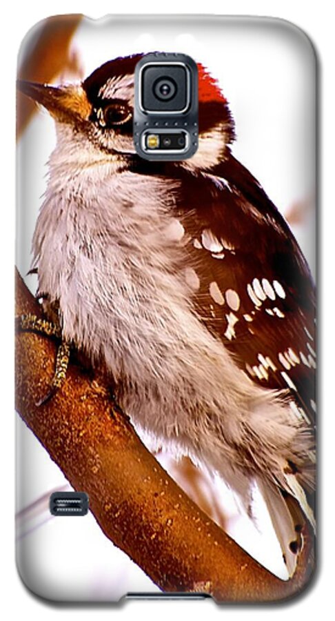 Downy Woodpecker Galaxy S5 Case featuring the photograph Woody #2 by Jim Hogg
