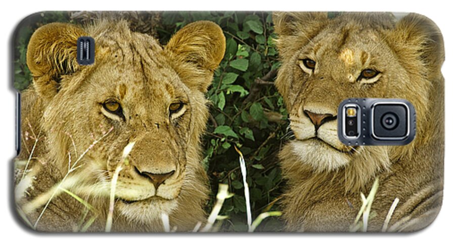 Lion Galaxy S5 Case featuring the photograph Young Brothers #2 by Michele Burgess