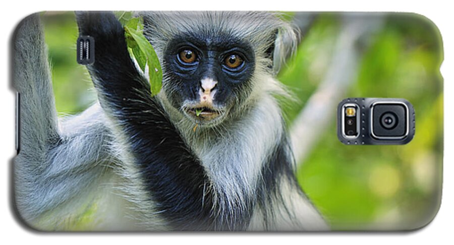 Thomas Marent Galaxy S5 Case featuring the photograph Zanzibar Red Colobus In Tree Jozani #2 by Thomas Marent
