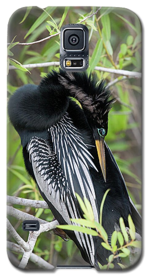 Animal Galaxy S5 Case featuring the photograph USA, Florida, Everglades National Park #20 by Jaynes Gallery