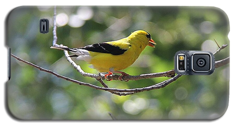 American Goldfinch Galaxy S5 Case featuring the photograph American Goldfinch #3 by Yumi Johnson