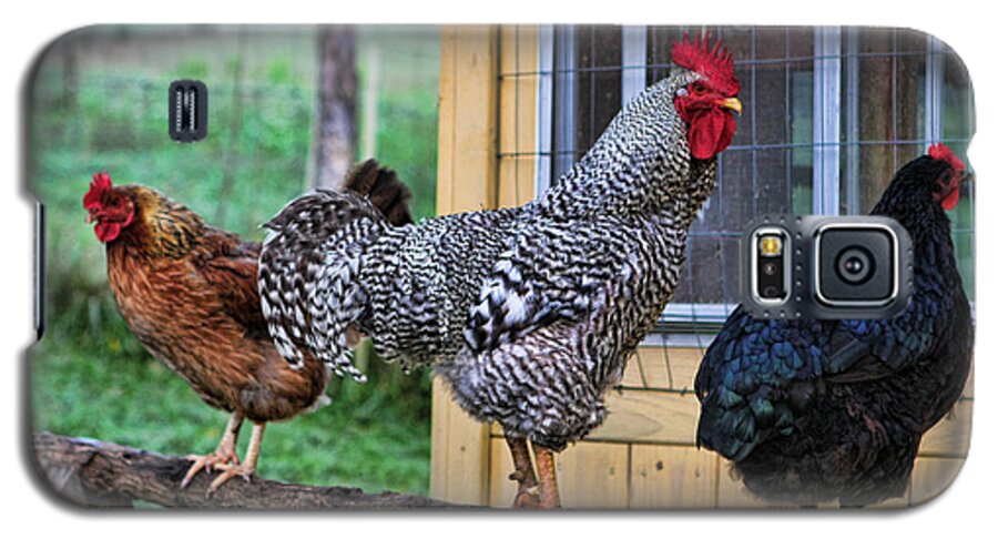 Chickens Galaxy S5 Case featuring the photograph 3 Chickens by Denise Romano
