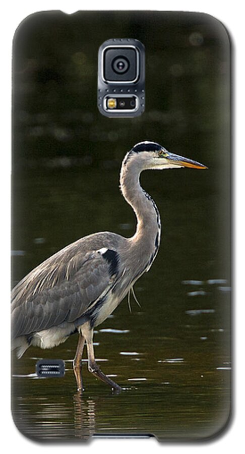 Greyheron Galaxy S5 Case featuring the photograph Grey Heron #3 by Paul Scoullar