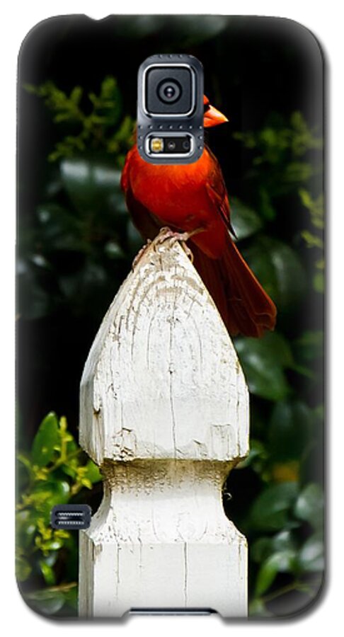 Male Cardinal Galaxy S5 Case featuring the photograph Male Cardinal #3 by Robert L Jackson