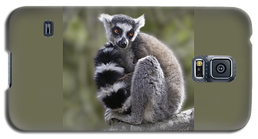 Ring-tailed Lemur Galaxy S5 Case featuring the photograph Ring-tailed Lemur #1 by Liz Leyden