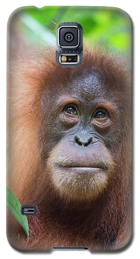 Animal Galaxy S5 Case featuring the photograph Sumatran Orangutan #3 by Scubazoo