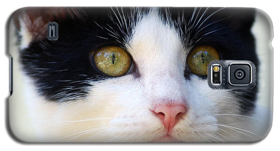Photograph Galaxy S5 Case featuring the photograph Cat #5 by Larah McElroy