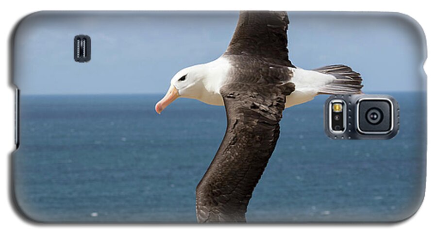 Albatross Galaxy S5 Case featuring the photograph Black-browed Albatross (thalassarche #6 by Martin Zwick