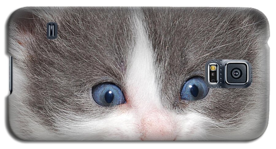 Photograph Galaxy S5 Case featuring the photograph Kitten #6 by Larah McElroy