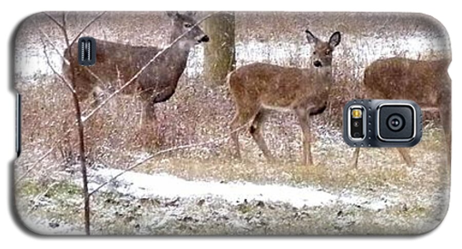 A Dusting On The Deer Galaxy S5 Case featuring the photograph A Dusting On The Deer by Will Borden