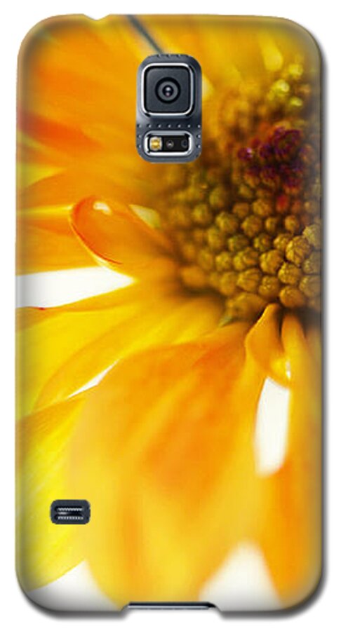Chrysanthemum Galaxy S5 Case featuring the photograph A Little Bit Sun in the Cold Time by Jenny Rainbow