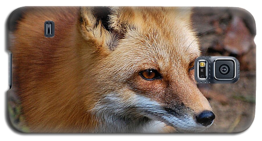 Fox Galaxy S5 Case featuring the photograph A Little Red Fox by Kathy Baccari