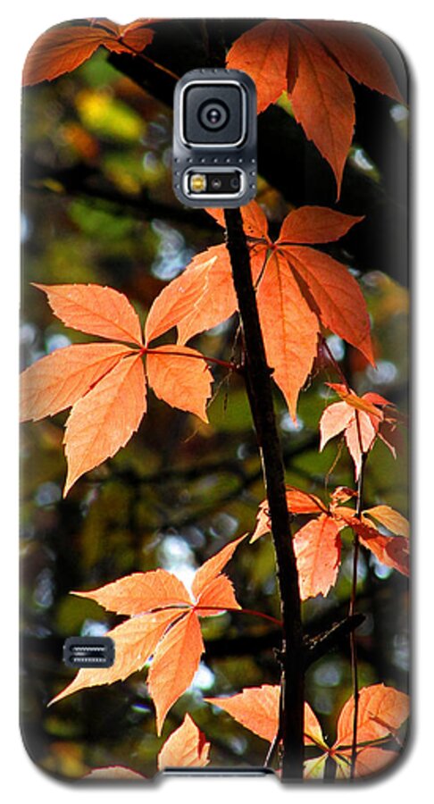 Autumn Leaves Galaxy S5 Case featuring the photograph A Strand of Leaves I by Kimberly Mackowski