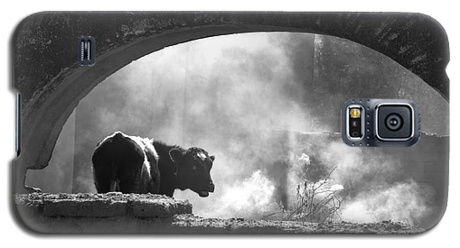 Cow Galaxy S5 Case featuring the photograph A Very Mooooody Time by Barry Weiss