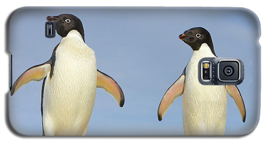00345619 Galaxy S5 Case featuring the photograph Adelie Penguin Duo by Yva Momatiuk John Eastcott