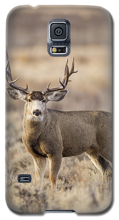 Mule Galaxy S5 Case featuring the photograph Afternoon Buck by D Robert Franz