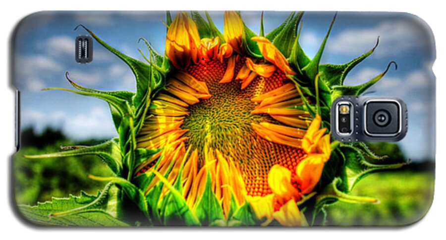 Sunflower; Plant; Nature; Plantae; Angiosperms; Eudicots; Asterids; Asterales; Asteraceae; Helianthoideae; Heliantheae; Helianthus; Annual Flowers; Annulas Galaxy S5 Case featuring the photograph Alien Invasion? by Andy Lawless