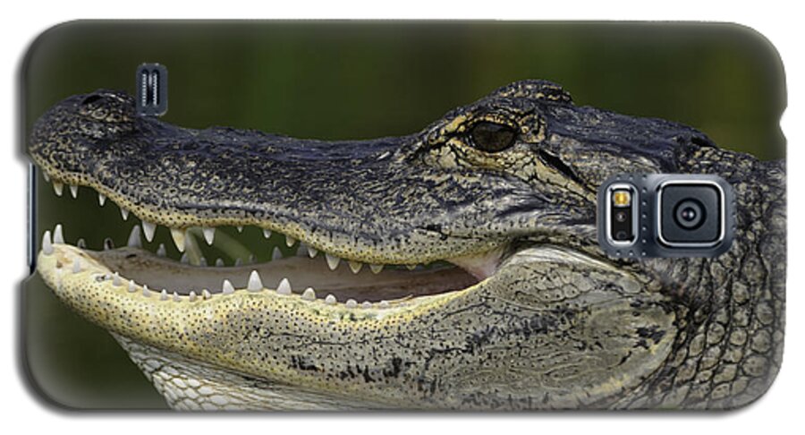 Alligator Galaxy S5 Case featuring the photograph Alligator with mouth open by Bradford Martin