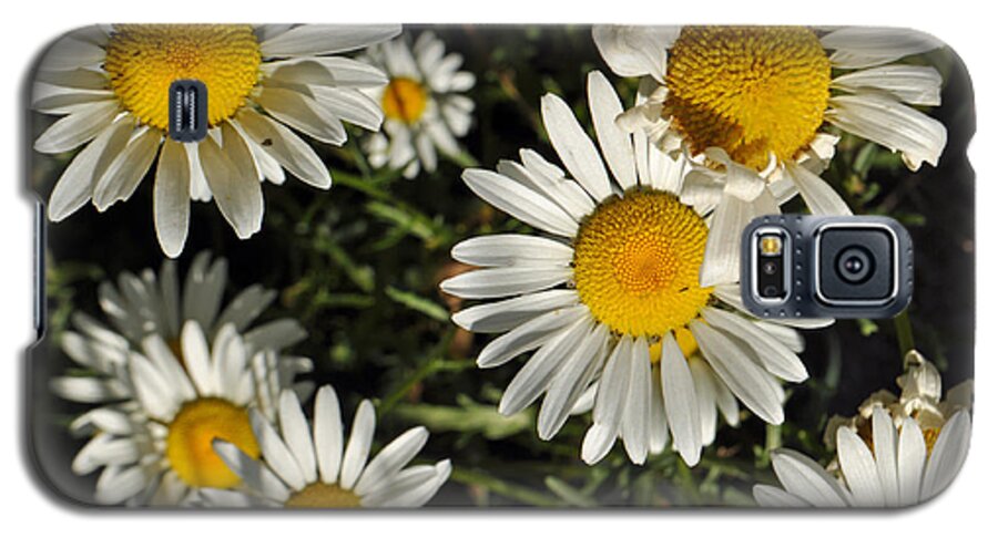 Flower Galaxy S5 Case featuring the photograph Alpine Daisies in Glacier National Park by Bruce Gourley