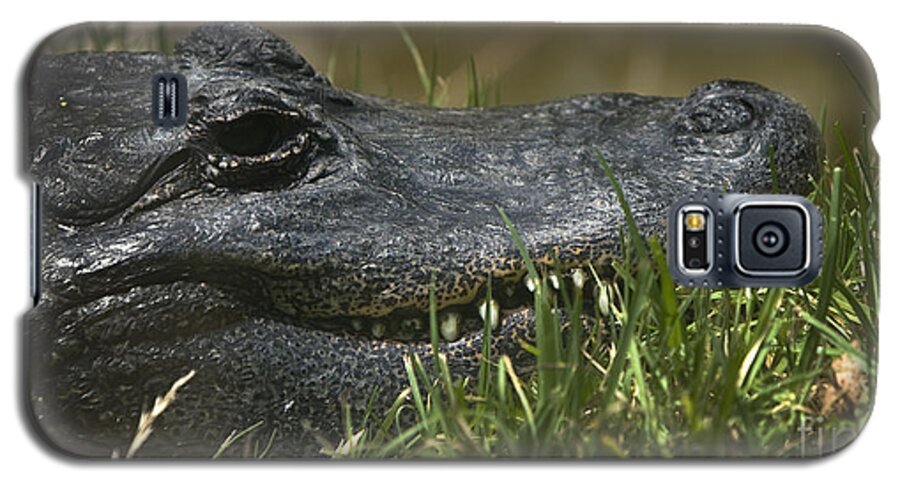  American Alligator Galaxy S5 Case featuring the photograph American Alligator Closeup by David Millenheft