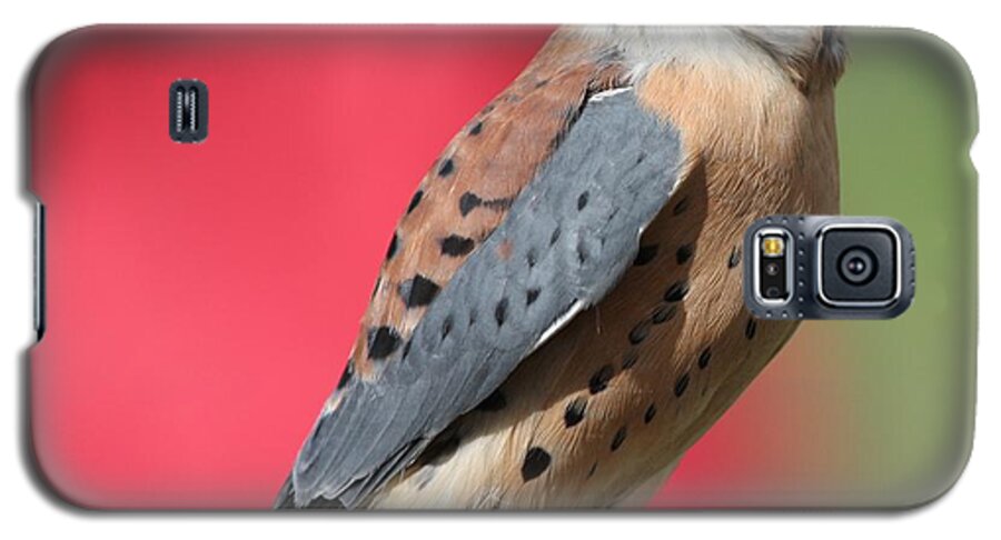 Kestrel Galaxy S5 Case featuring the photograph American Kestrel by Nathan Rupert