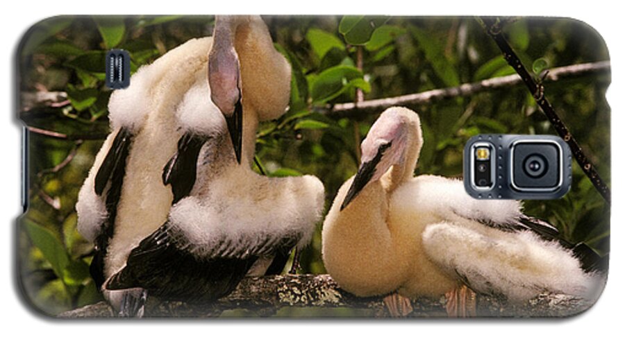 Animal Galaxy S5 Case featuring the photograph Anhinga Chicks by Ron Sanford