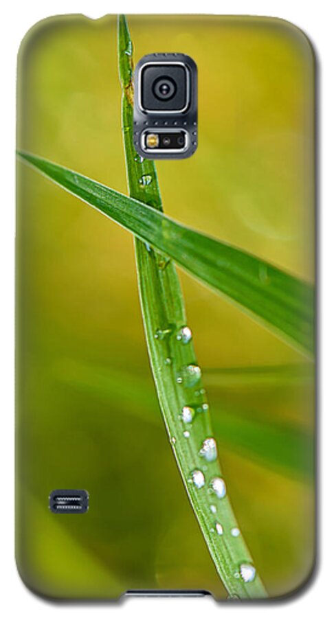 Nature Galaxy S5 Case featuring the photograph Ants Eye View by Robert Mitchell