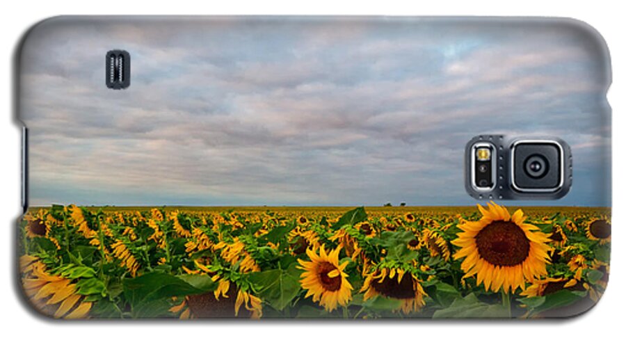 Sunflower Galaxy S5 Case featuring the photograph As Far As The Eye Can See by Ronda Kimbrow