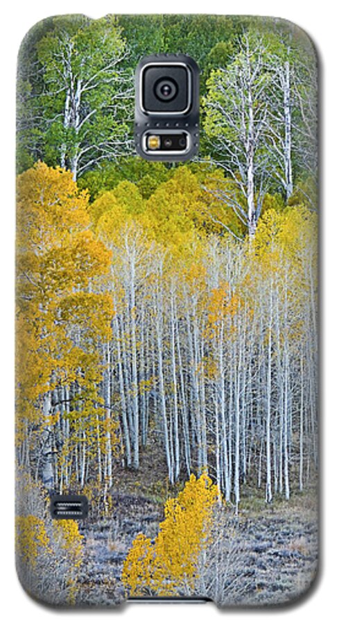 Aspen Stand Galaxy S5 Case featuring the photograph Aspen Stand by L J Oakes