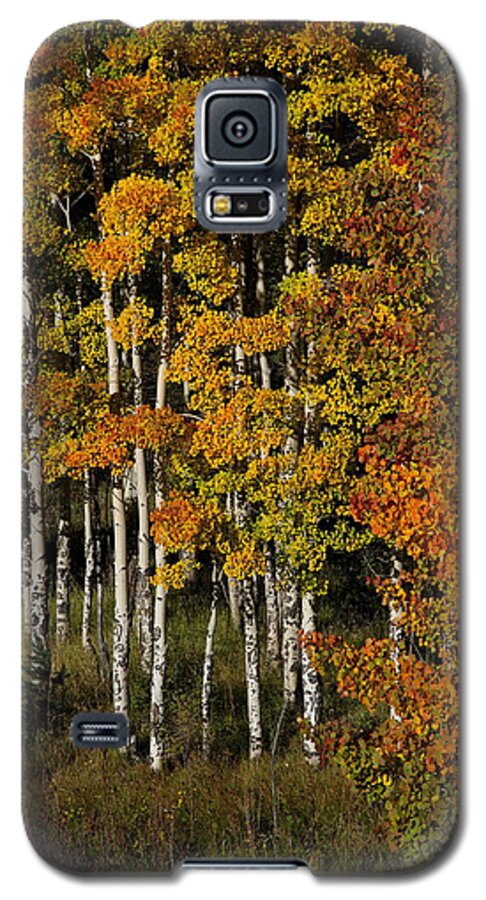 Fall Galaxy S5 Case featuring the photograph Aspens On Bobcat Pass by Ron Weathers