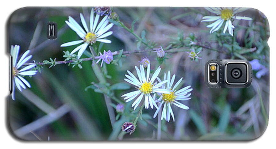 Flower Galaxy S5 Case featuring the photograph Asters by Linda Brown