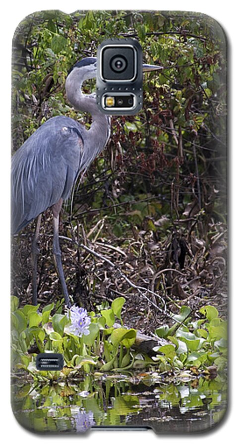 Atchafalaya Blue Heron Galaxy S5 Case featuring the photograph Atchafalaya Swamp Blue Heron by D Wallace