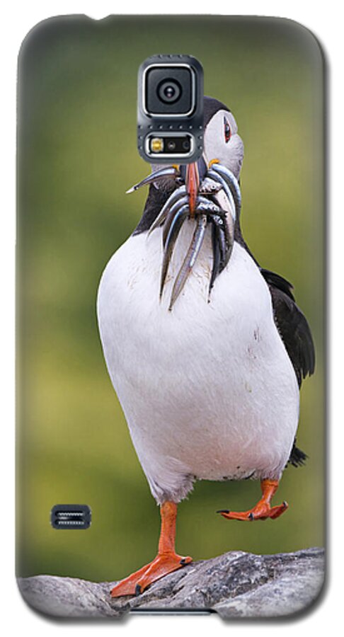 Franka Slothouber Galaxy S5 Case featuring the photograph Atlantic Puffin Carrying Greater Sand by Franka Slothouber