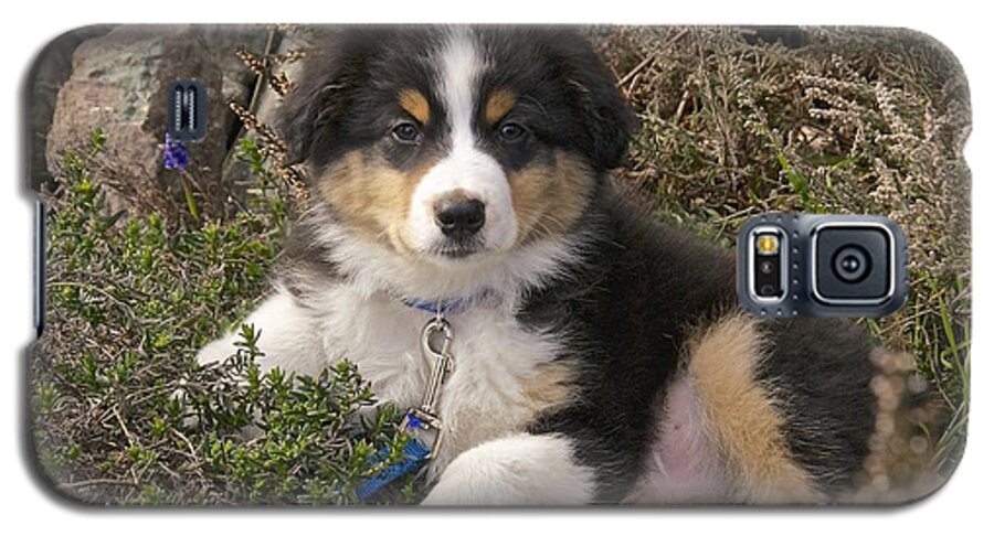 Photography Galaxy S5 Case featuring the photograph Australian Shepherd Puppy by Sean Griffin