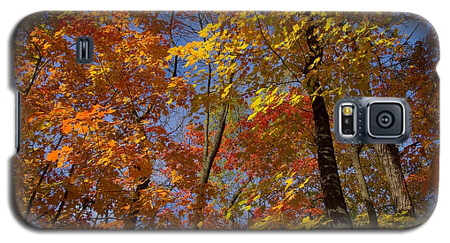 Autumn Galaxy S5 Case featuring the photograph Autumn Glory by Larry Bohlin