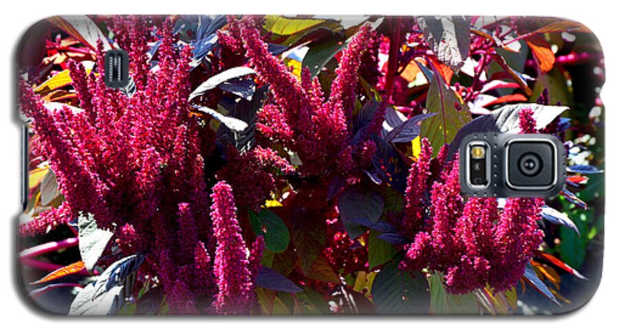 Flora Galaxy S5 Case featuring the photograph Autumn Magenta Jewel Alstede Farm by Maureen E Ritter