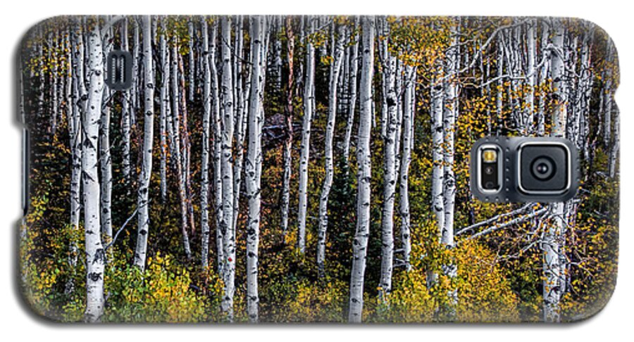 Colorado Galaxy S5 Case featuring the photograph Autumn on McClure Pass by Ken Smith
