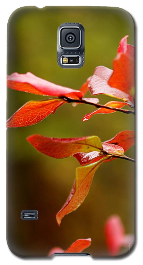 Autumn Galaxy S5 Case featuring the photograph Autumn Raindrop by Rod Best