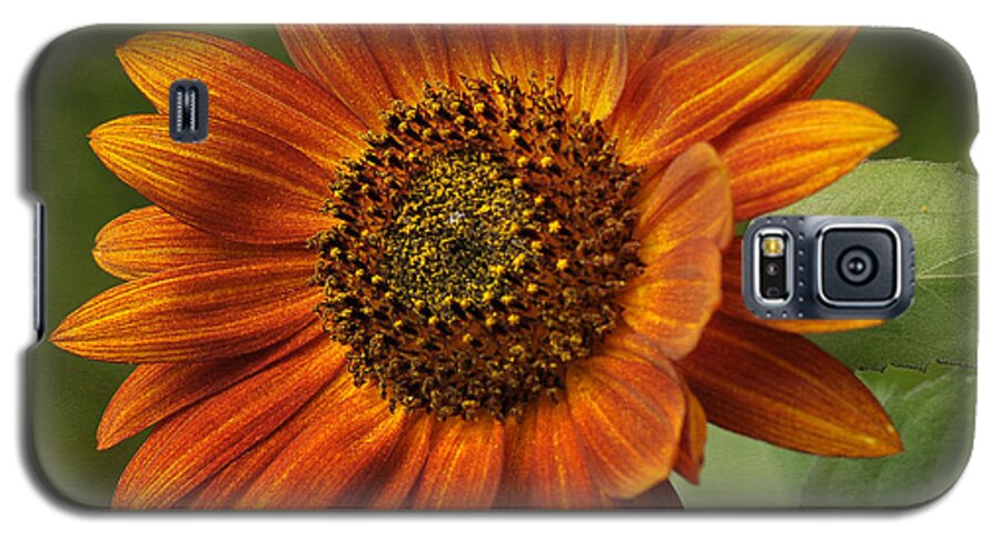 Sunflower Galaxy S5 Case featuring the photograph Autumn Sunflower by Liz Mackney