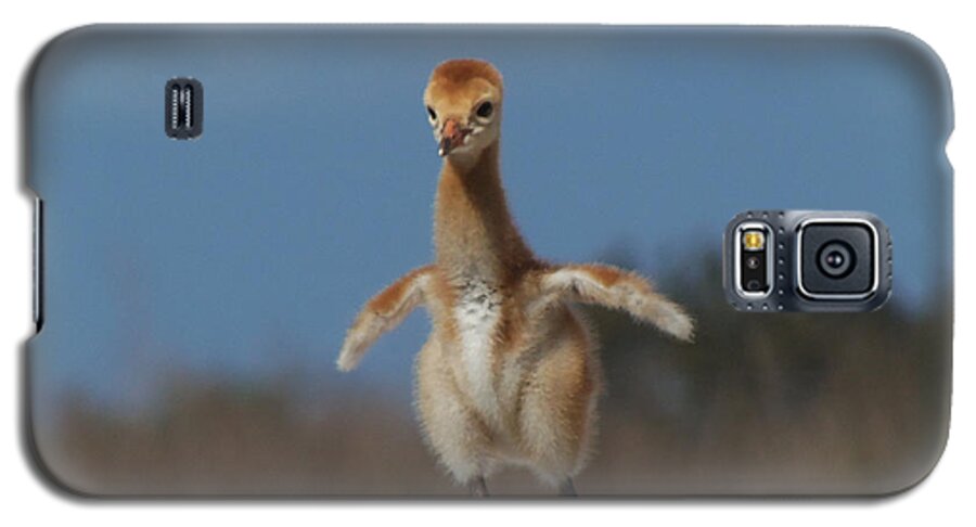Animals Galaxy S5 Case featuring the photograph Baby Sandhill Crane 071 by Christopher Mercer