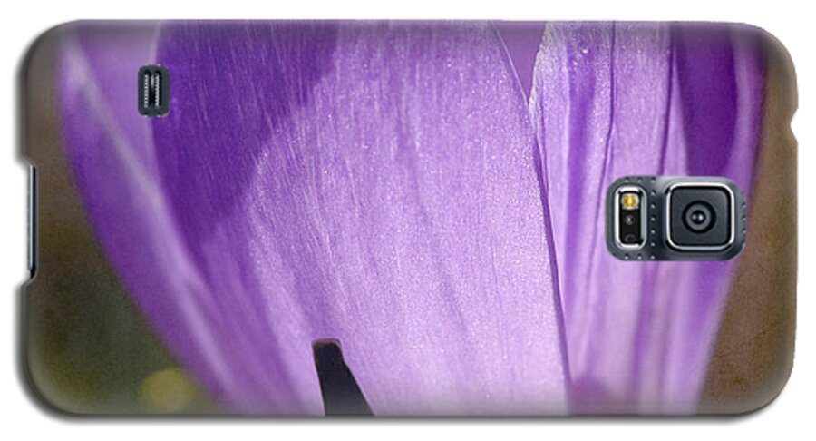 Crocus Galaxy S5 Case featuring the photograph Backlit Crocus by Liz Mackney
