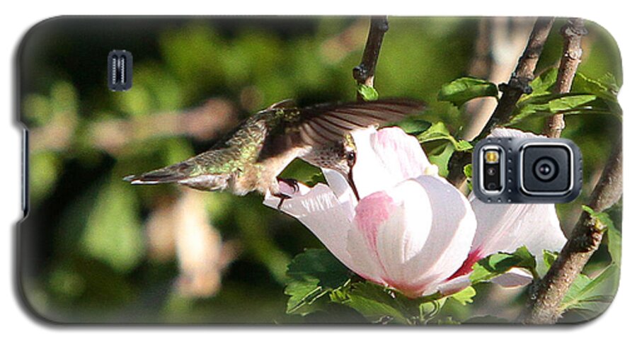 Hummingbirds Galaxy S5 Case featuring the photograph Balance by John Freidenberg