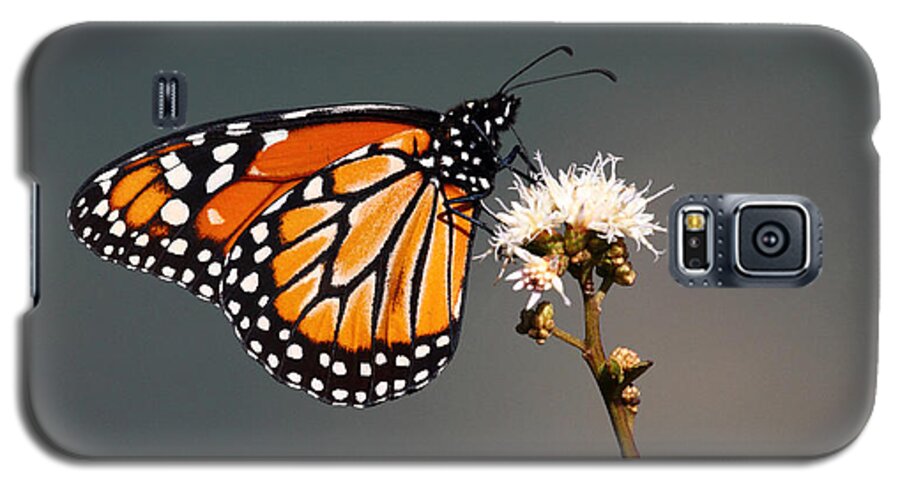 Monarch Butterfly Galaxy S5 Case featuring the photograph Balancing Act by James Brunker