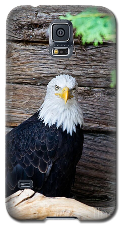United States Of America Galaxy S5 Case featuring the photograph Bald Eagle by Ms Judi